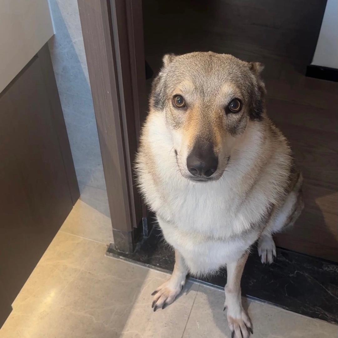 17(捷克狼犬)