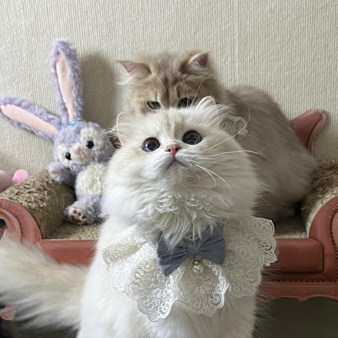 🎀喵喵日记（售🐈‍⬛）