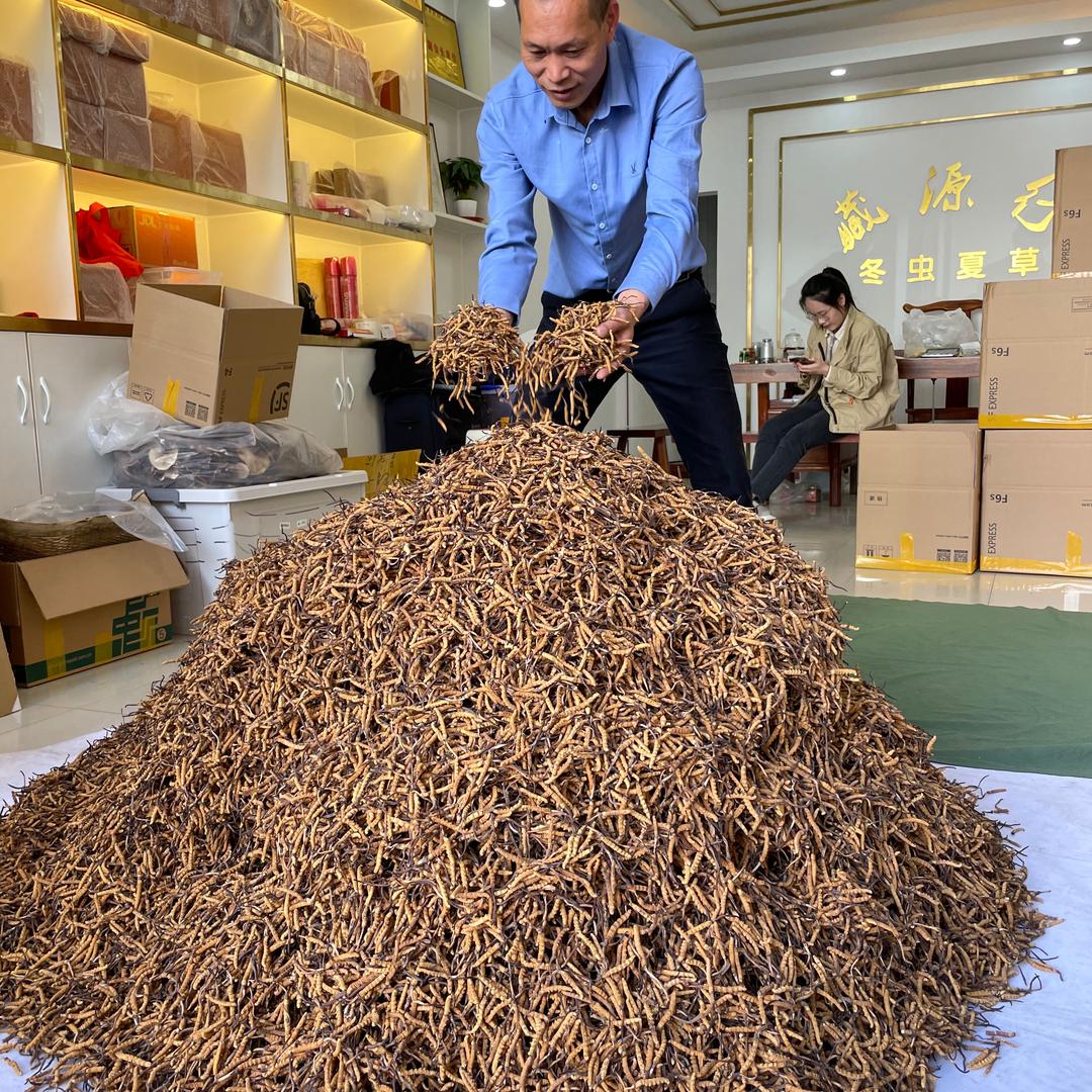 西藏虫草吴