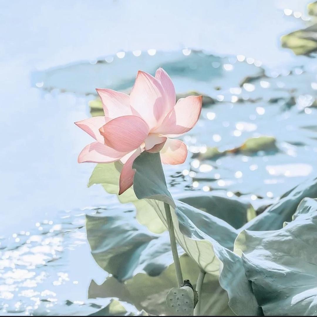 阿彩