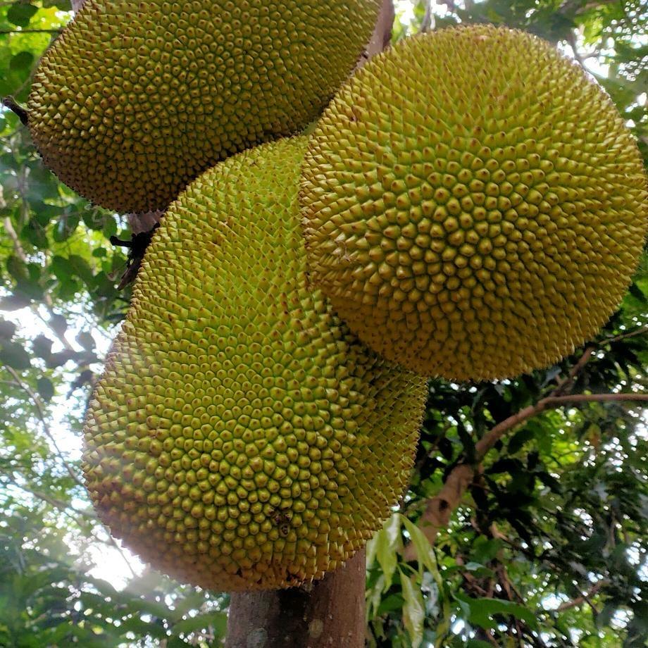 一家家家家