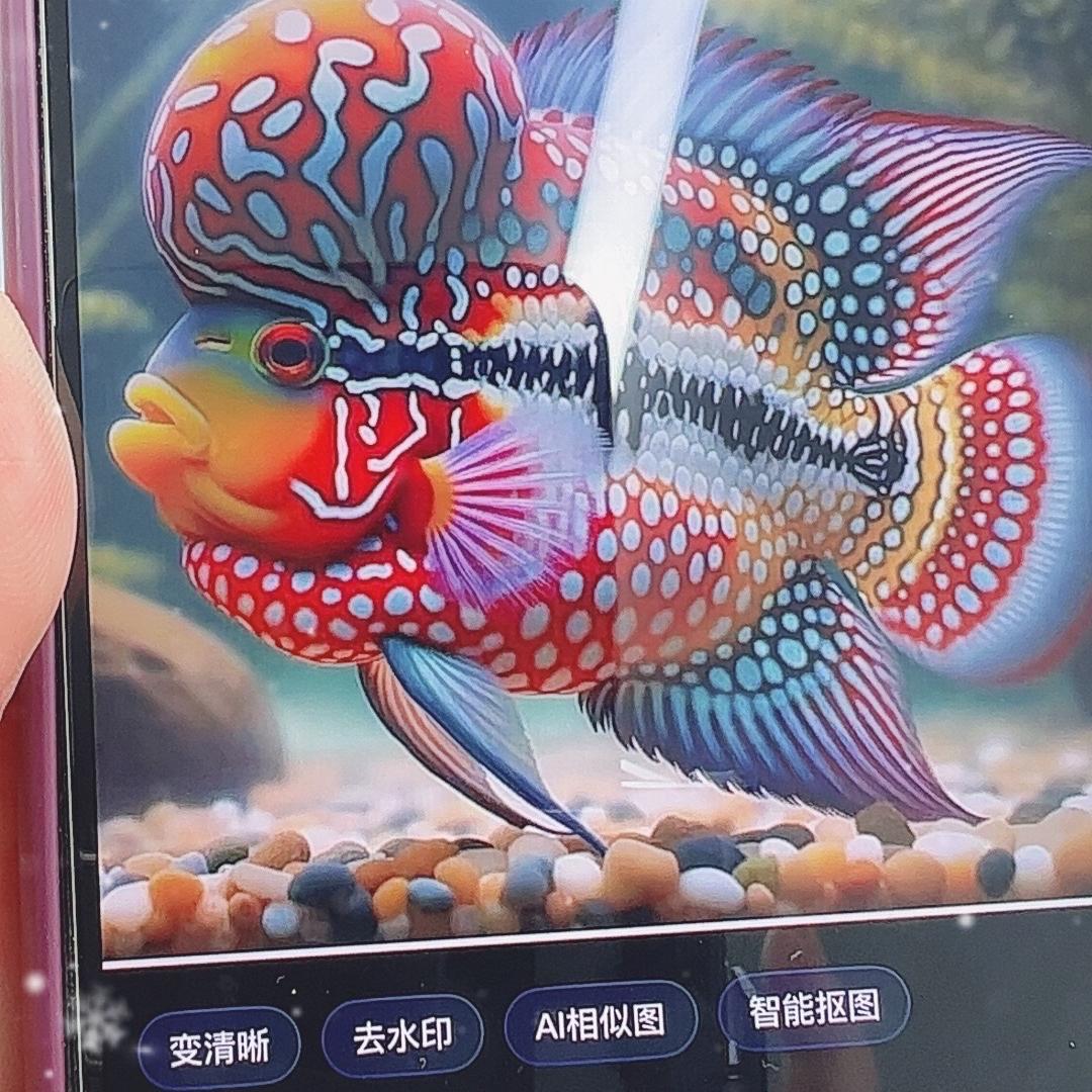 罗汉鱼养殖基地