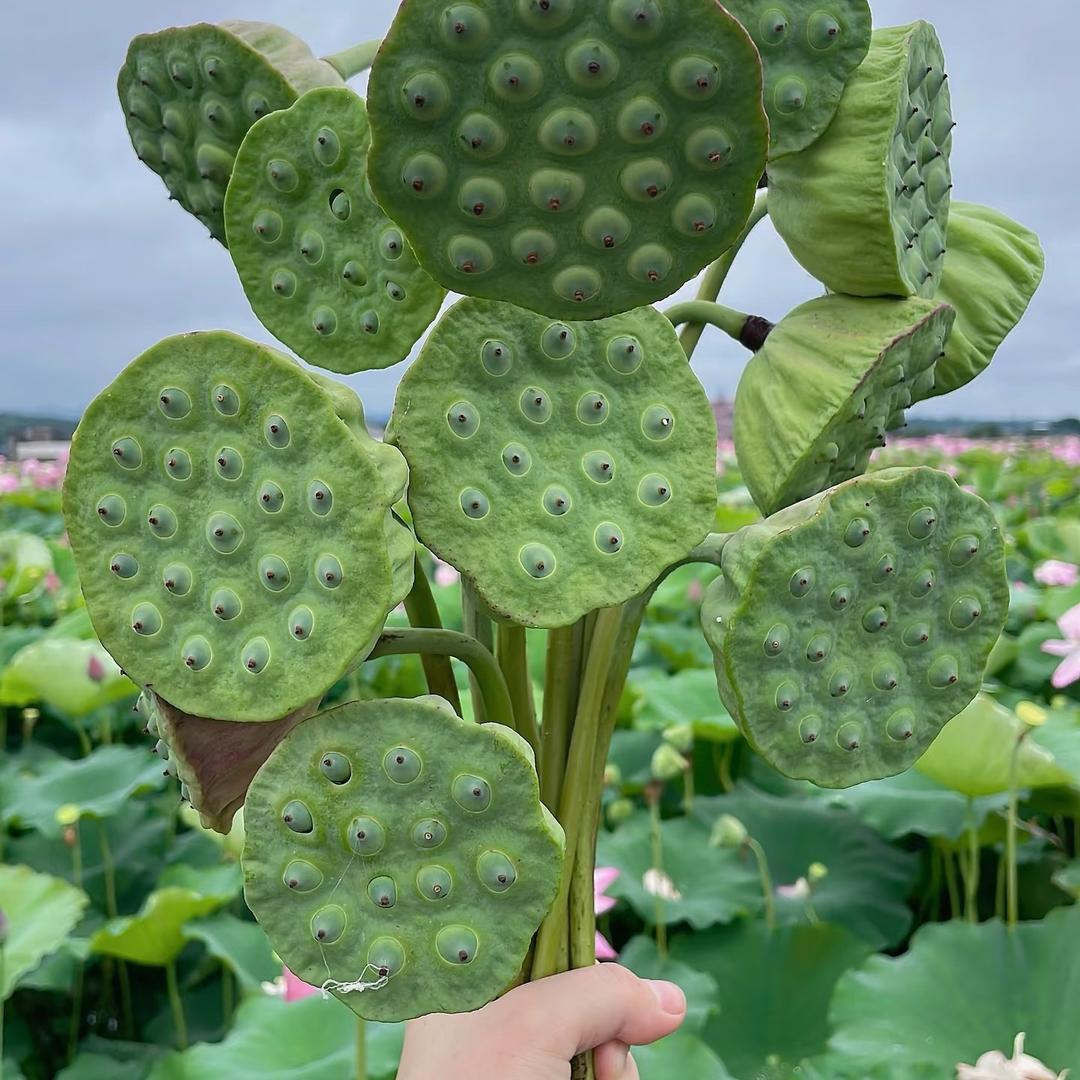 湘里水老倌农产品