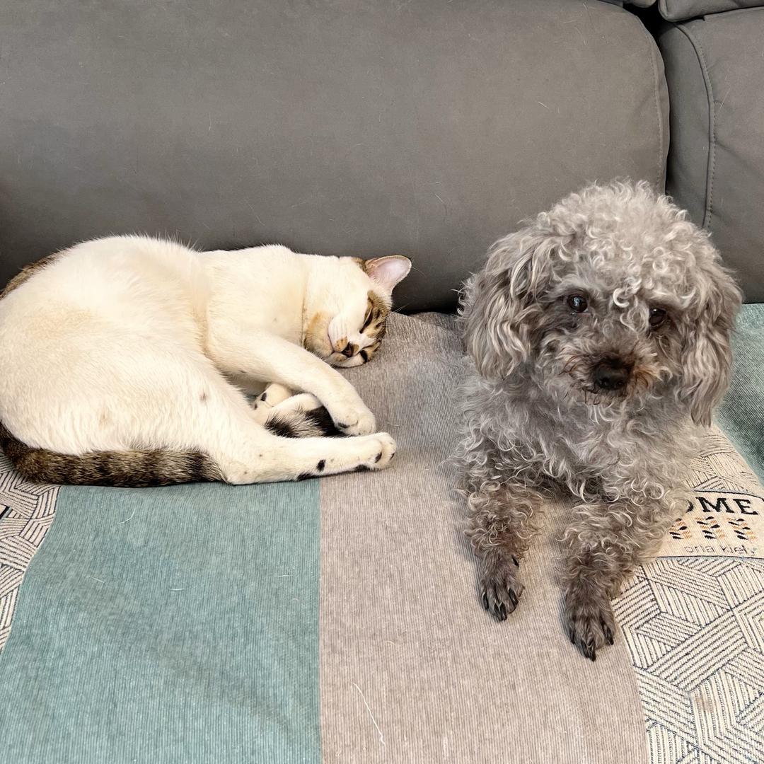 小梅的猫猫狗狗