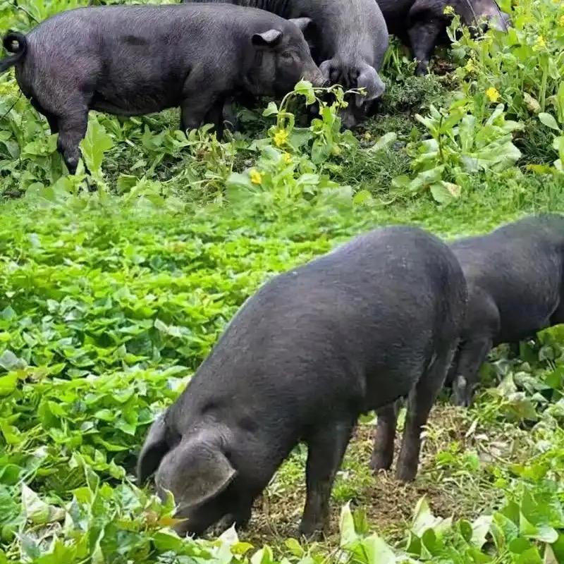 黑毛土猪生态农场
