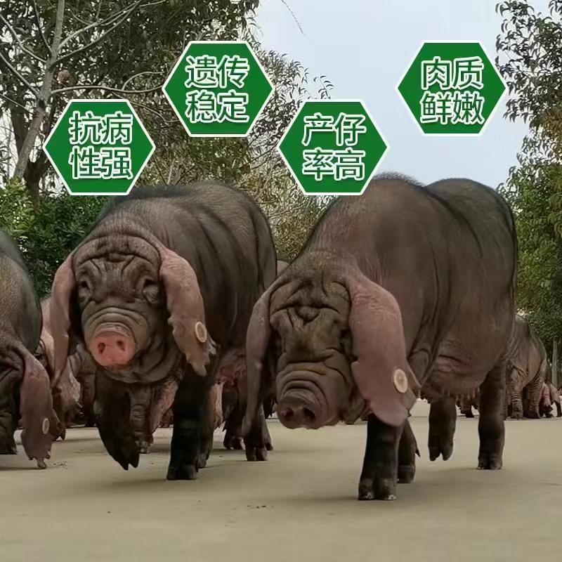 徐哥太湖母猪保种厂