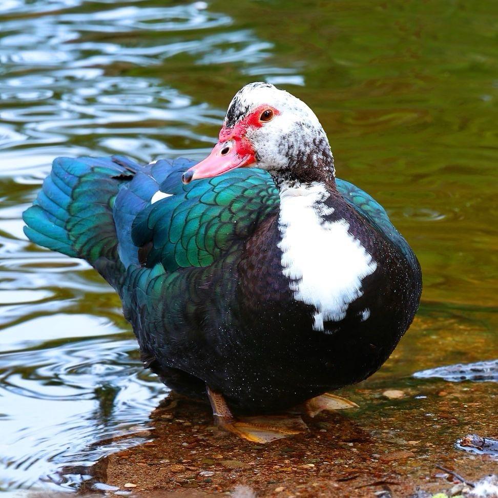 恒泰家禽好物优选