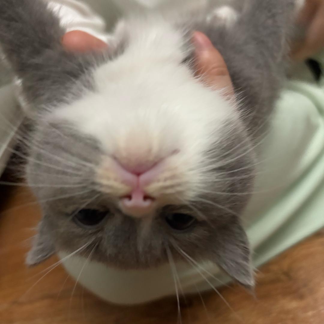 小小