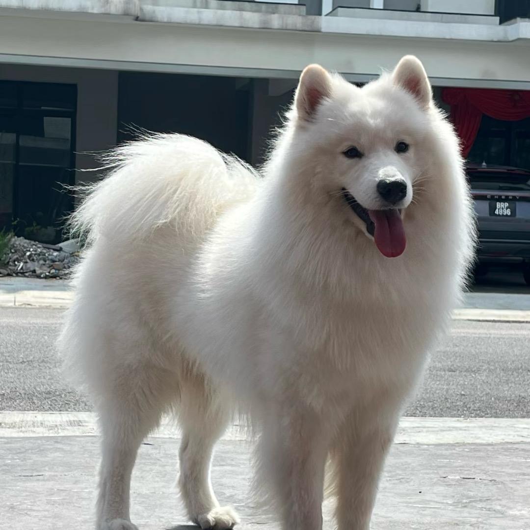 华姐每日鲜宠物零食