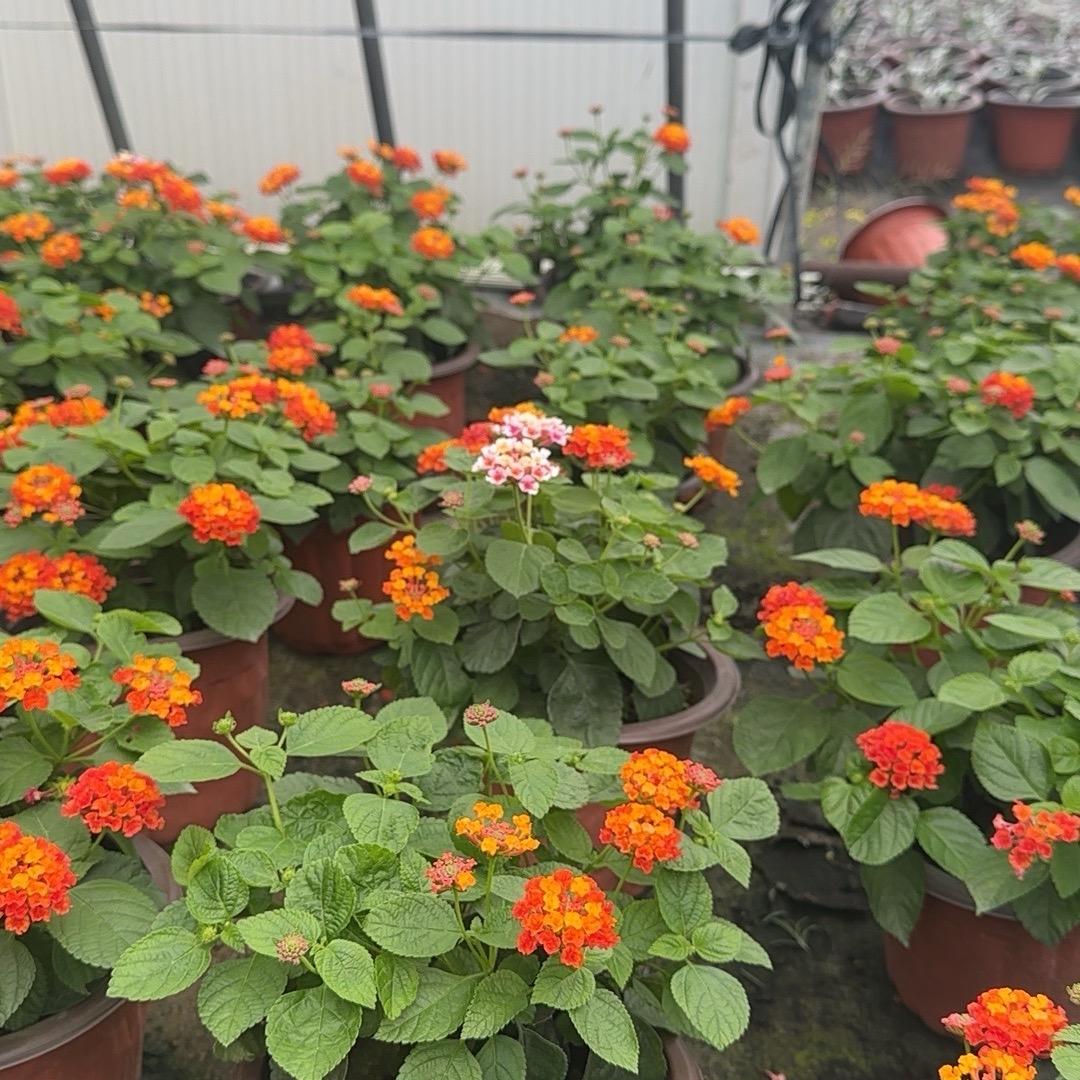 瑞芹园艺植物好货店