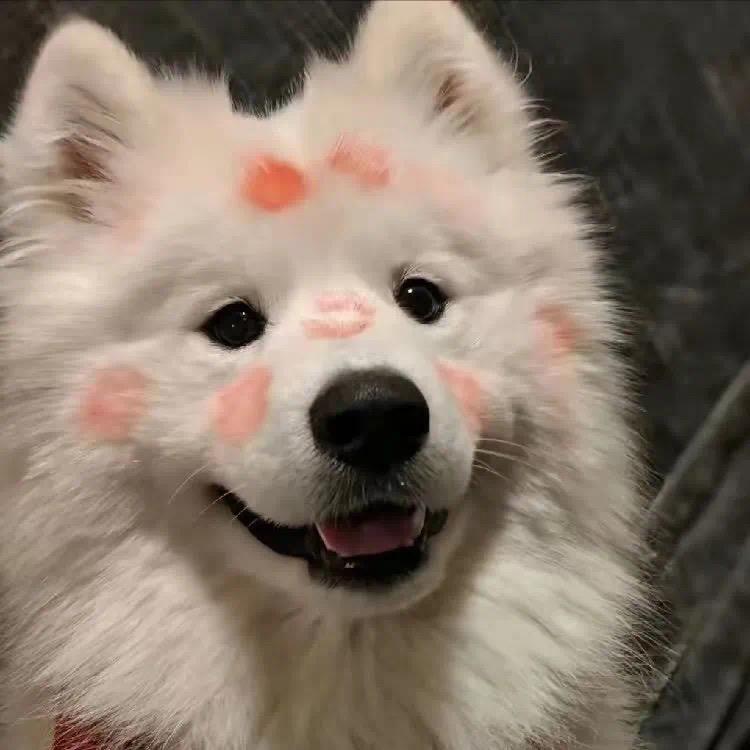 序杰