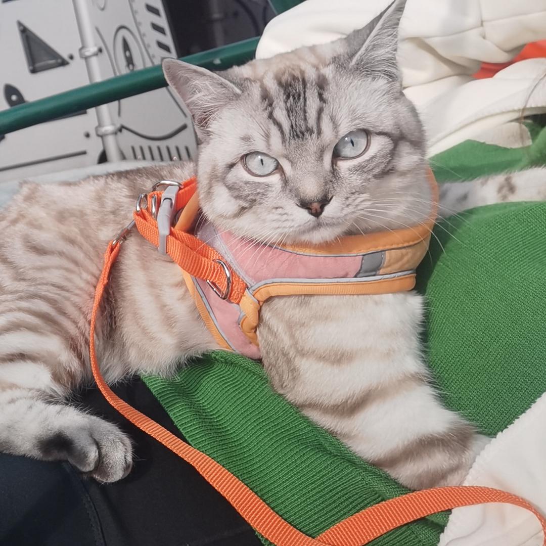 小小霞