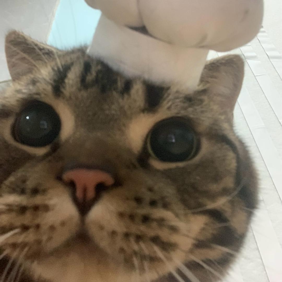 小猫大胃袋