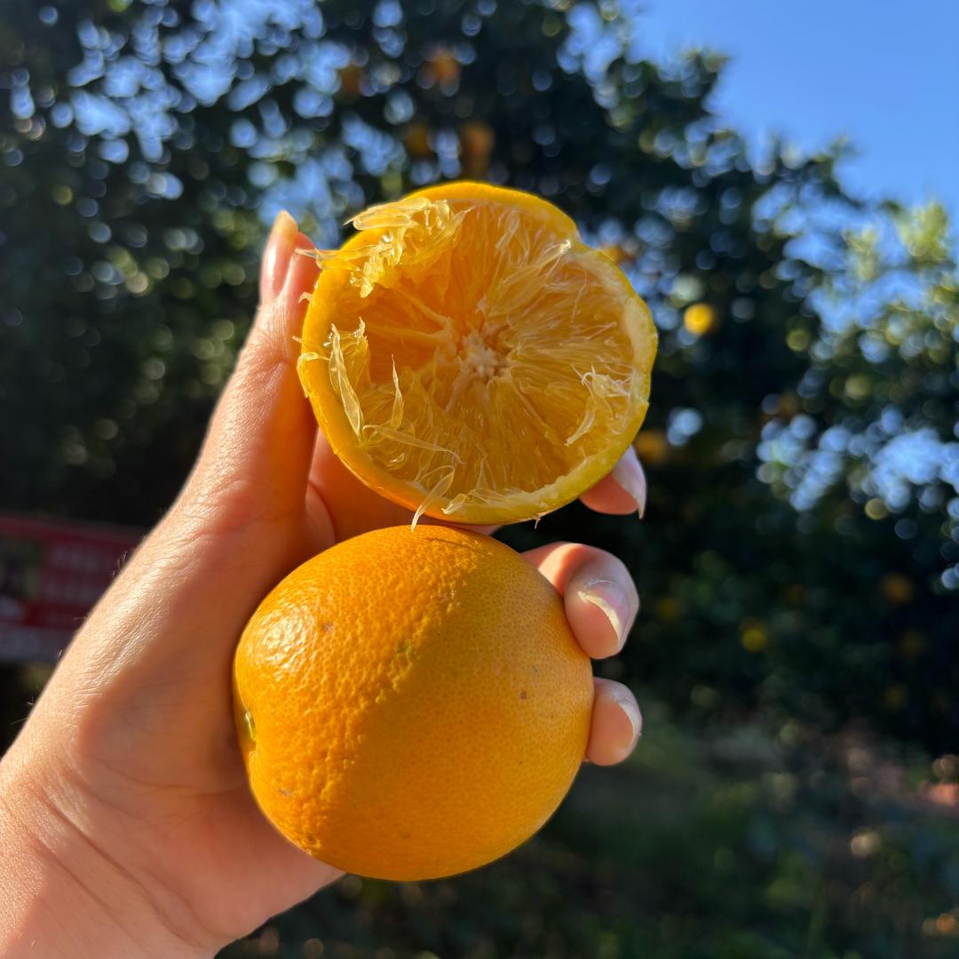 永兴榴莲哥冰糖橙鲜果园