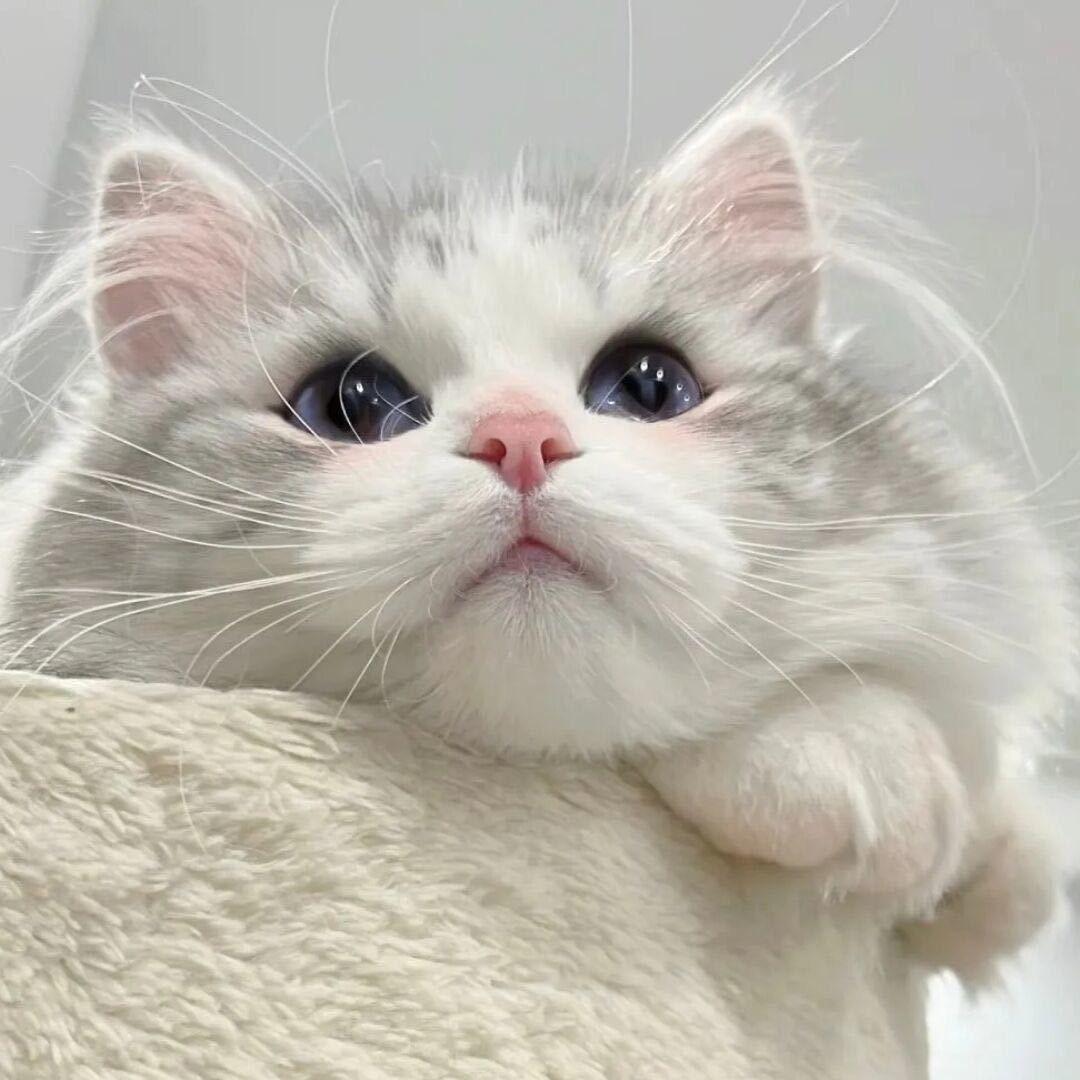 MENG
