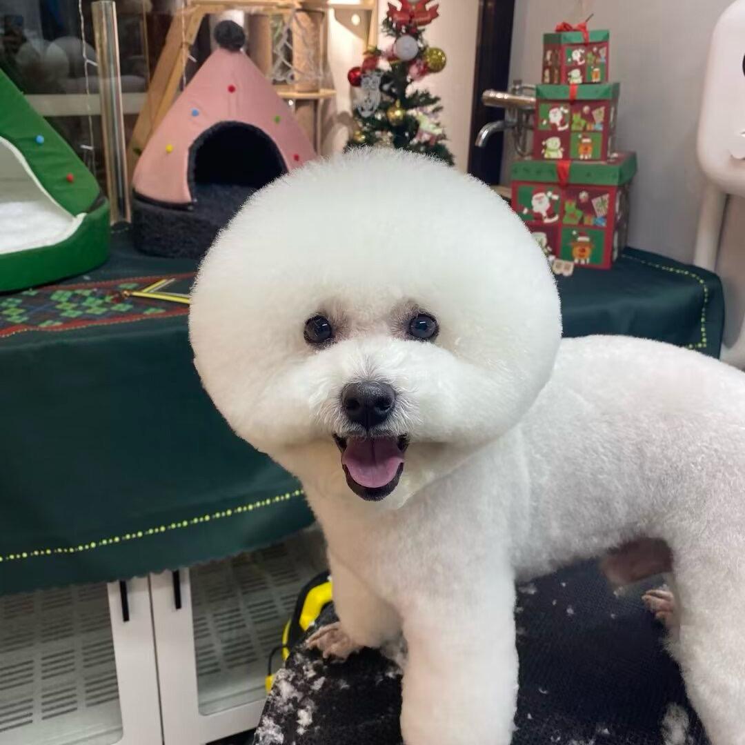 逍遥 李