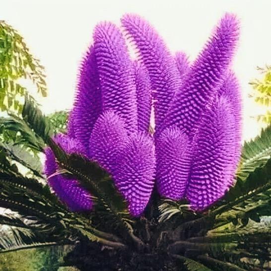 努力爱唱歌