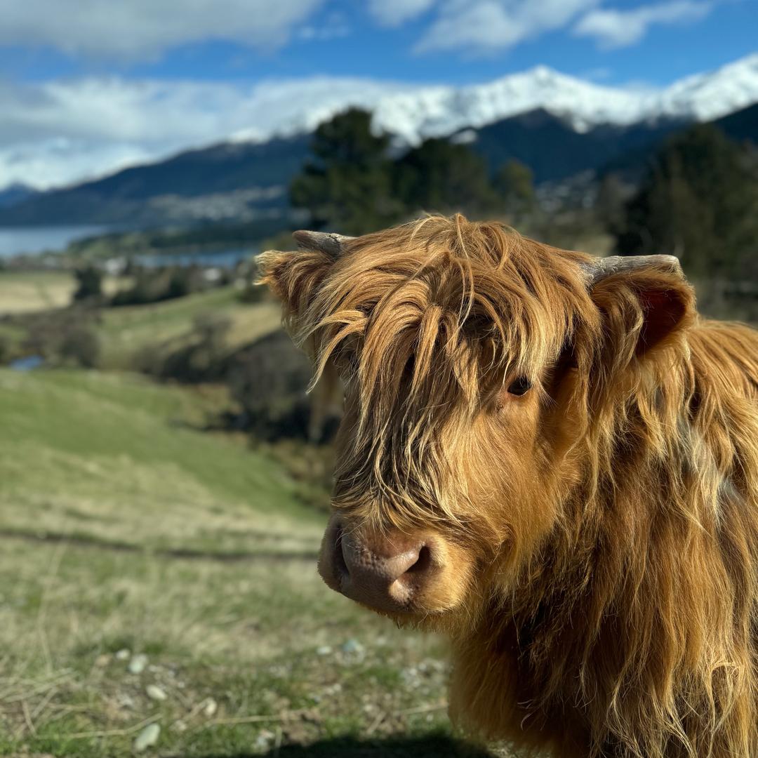 不爱洗澡的老牛