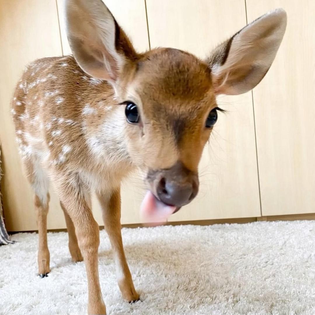 鹿🦌