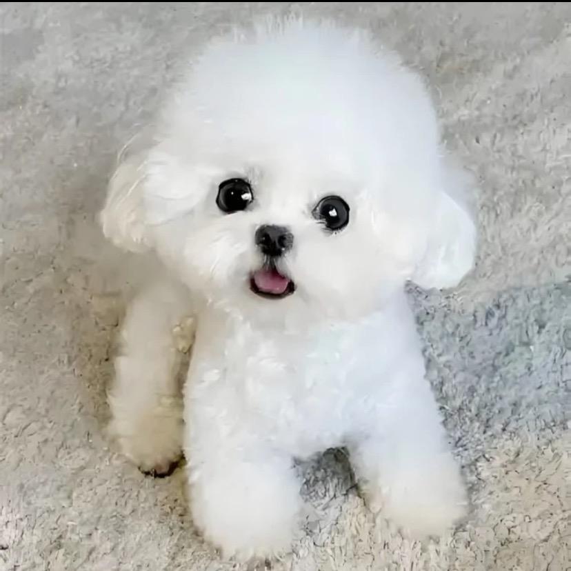 笑笑家比熊