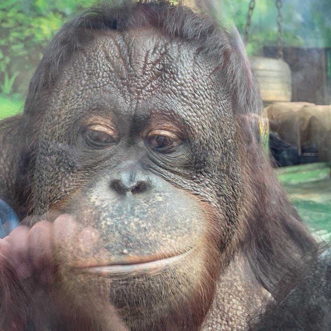 🌹为什么这样红