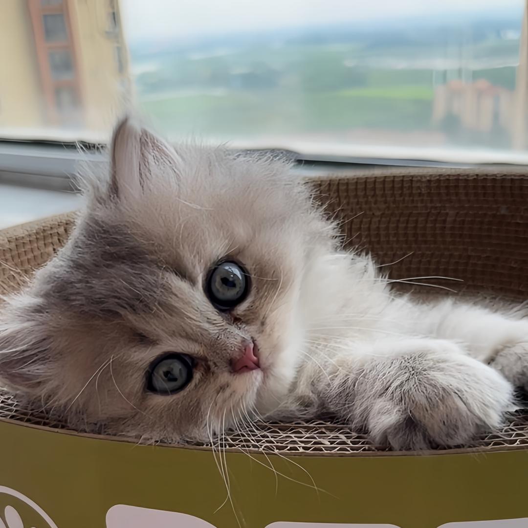 皮蛋是只猫