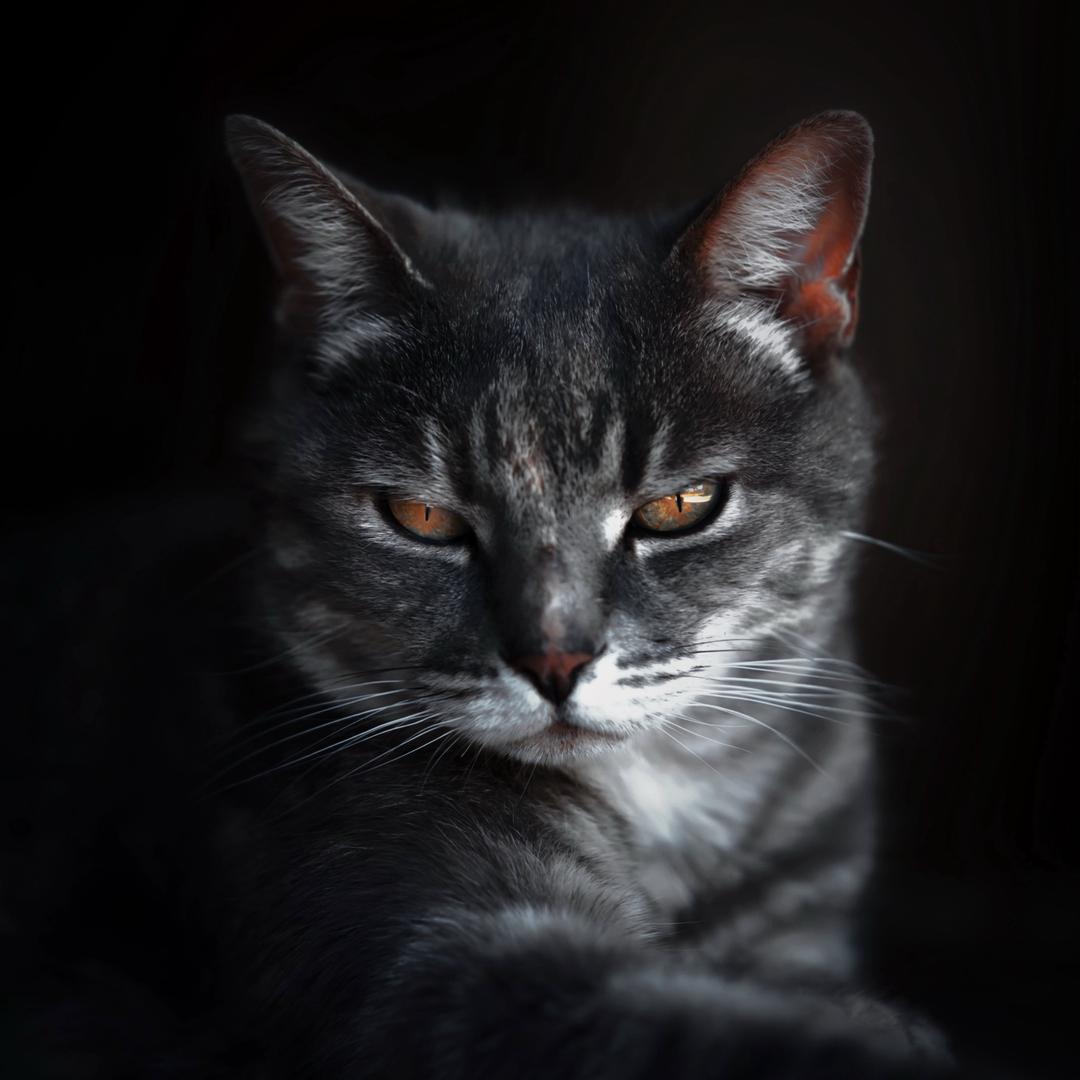 𝑯·𝒀𝒊𝒏𝒈