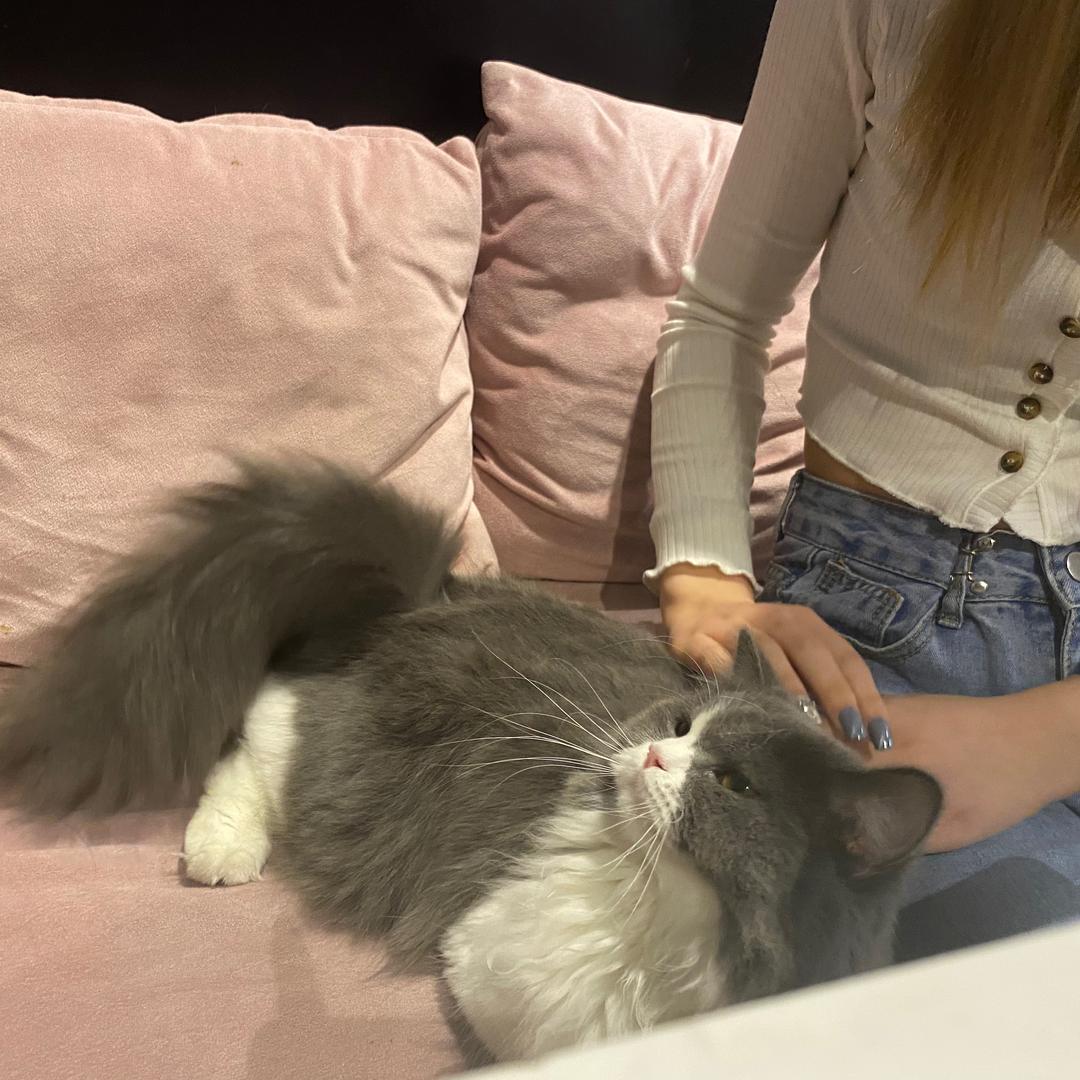 六斤核桃馅汤圆🍇