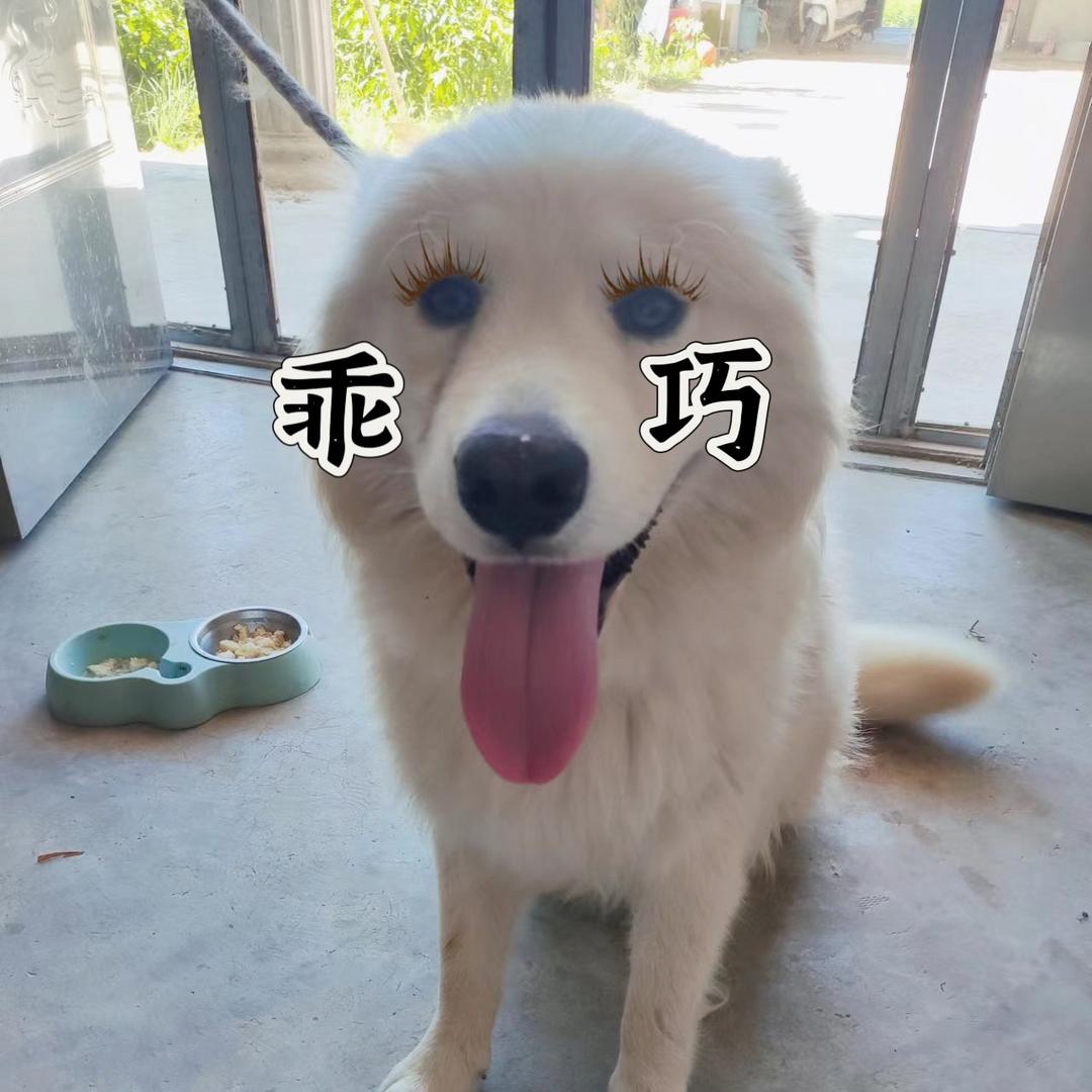 小胖呀
