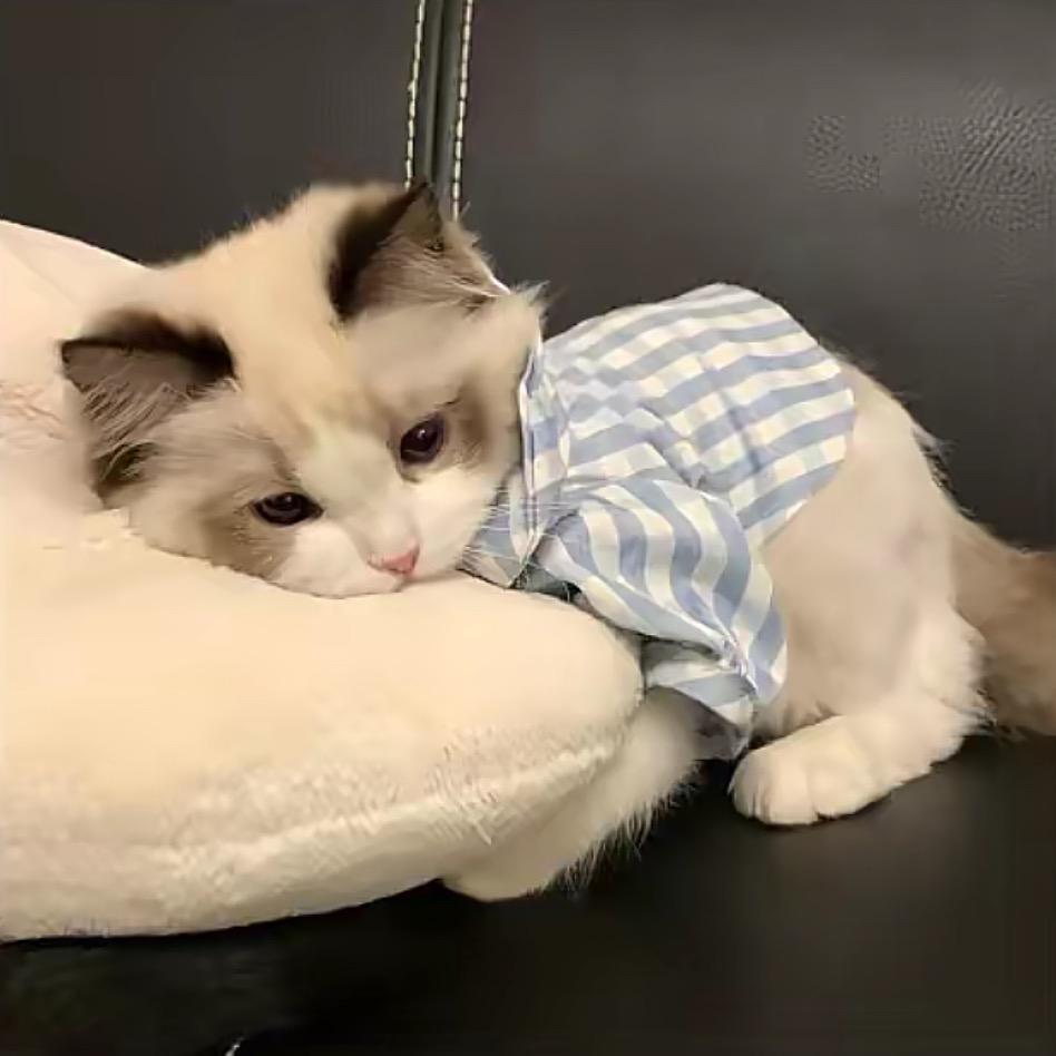 小点点点