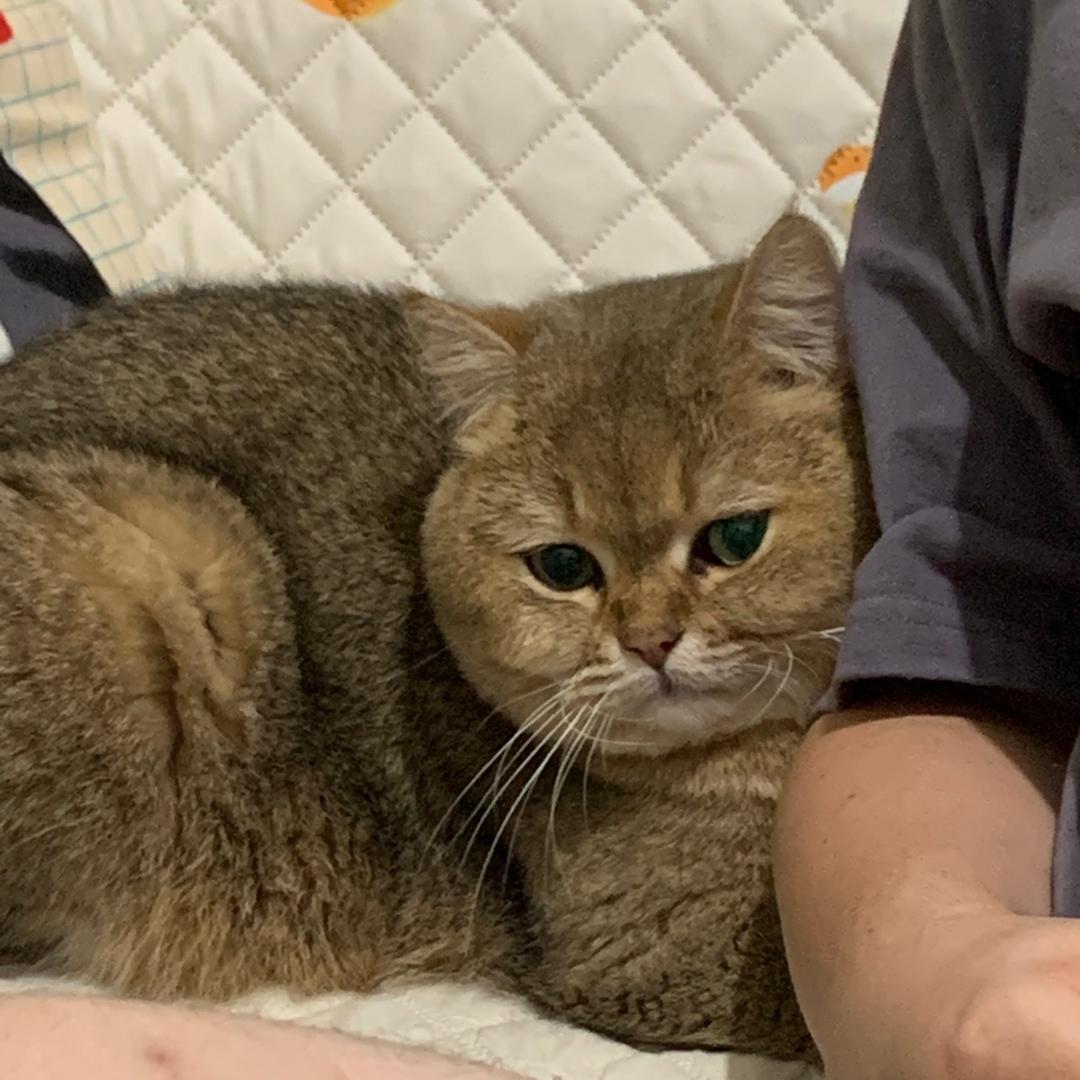梦幻_宸宸