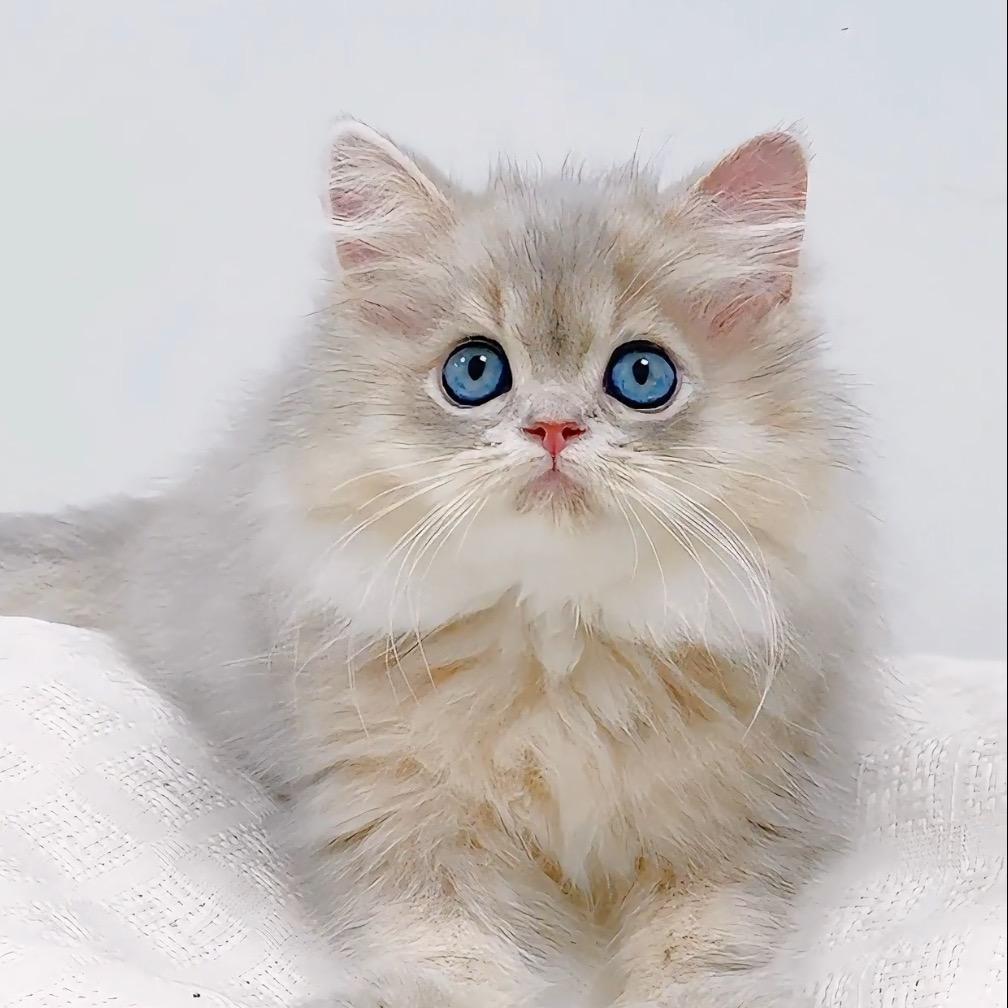 Peter的赛凯猫猫
