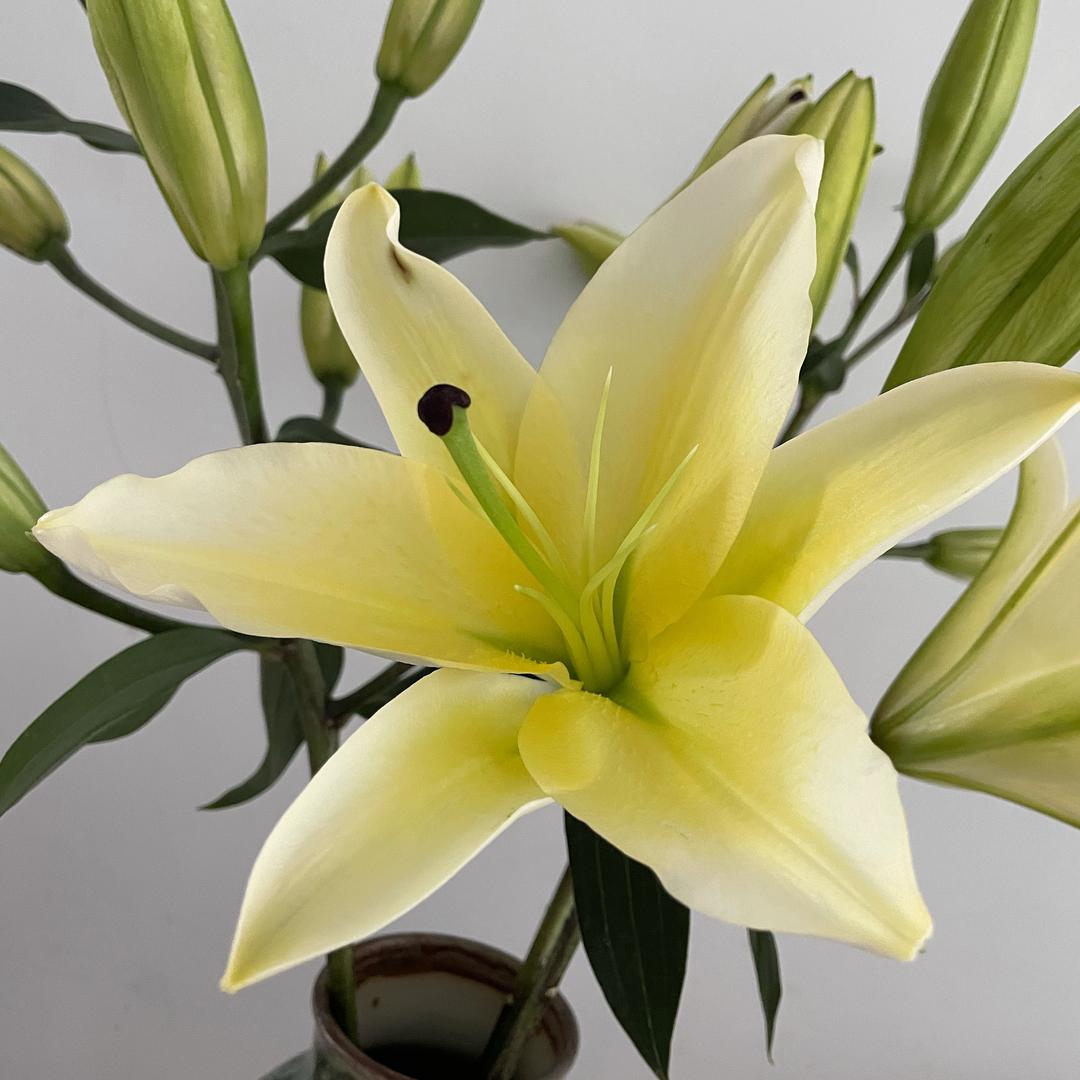 一—白白老范—-