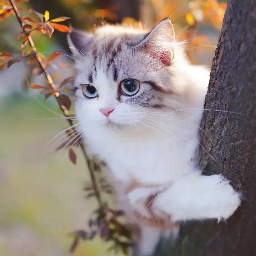 观望的猫头像