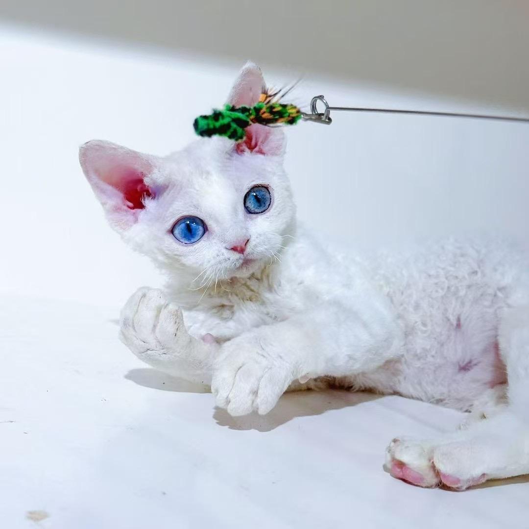 萌