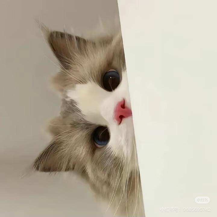 湫湫qwq