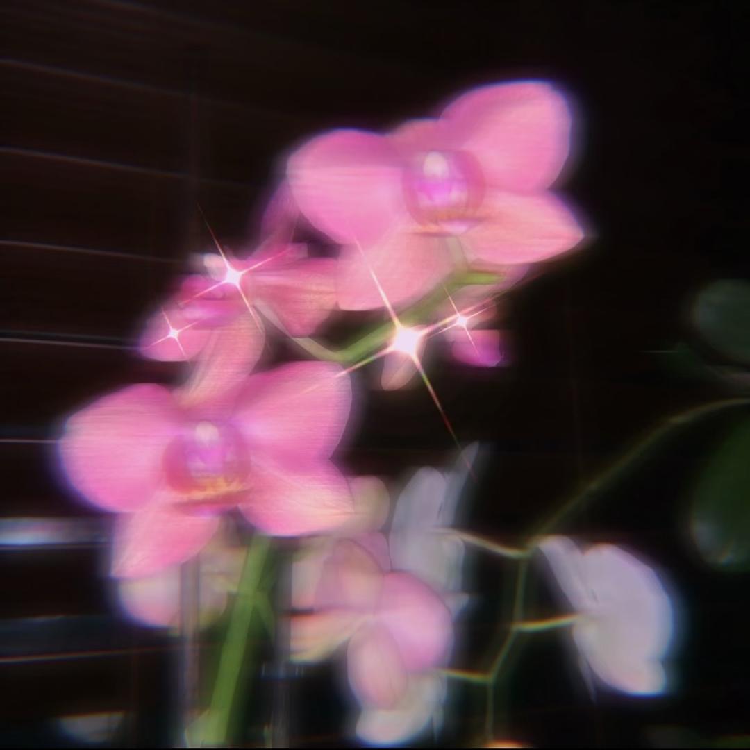 蓉儿本 容