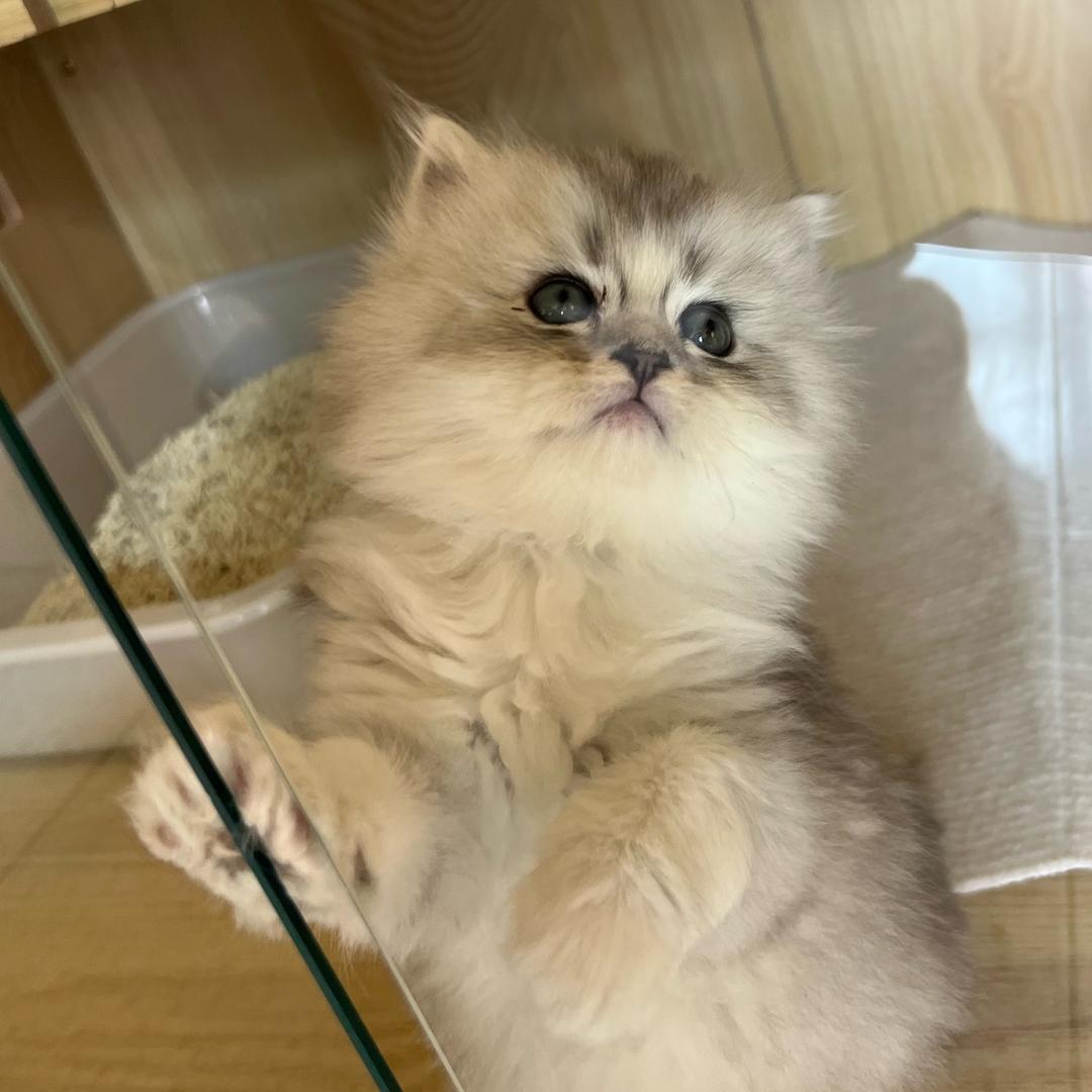 小猫妮