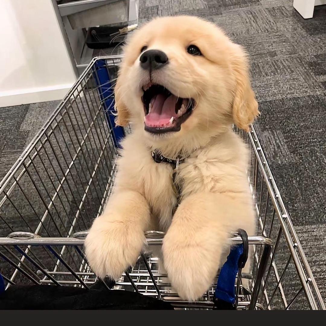 金毛，拉布拉多犬舍