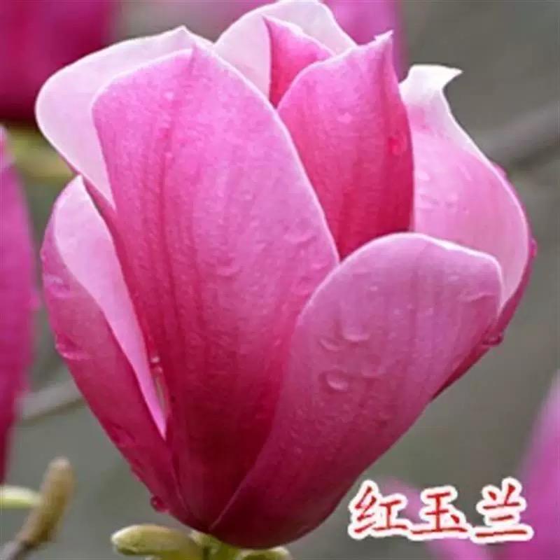 菓露仕惠航果树苗木专卖店