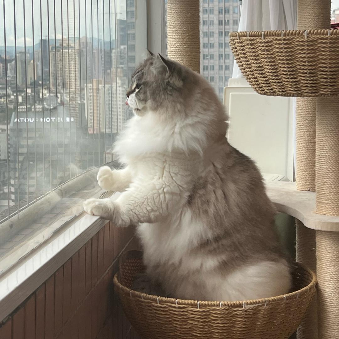 糖森森🎄🌲🍁