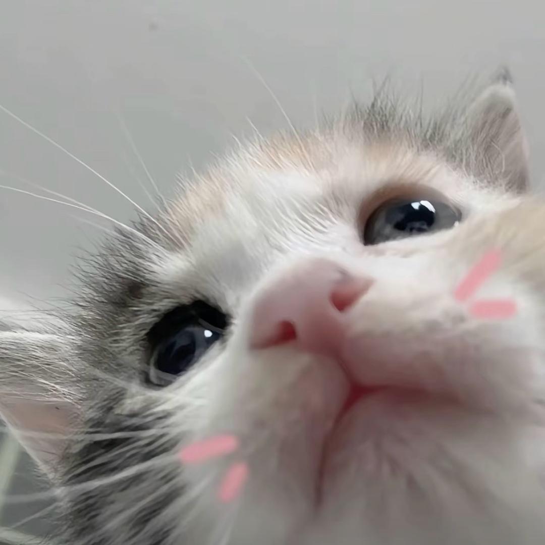 ᳐ o 𐋣 <  ᳐੭