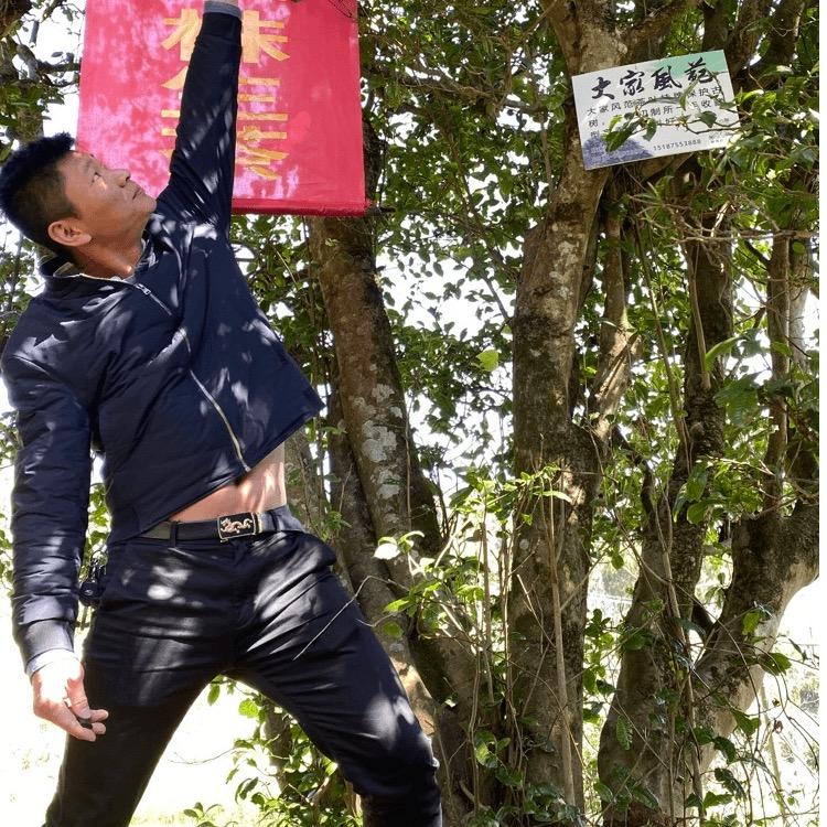 大家风范精选云南300多山头传代纯料古树
