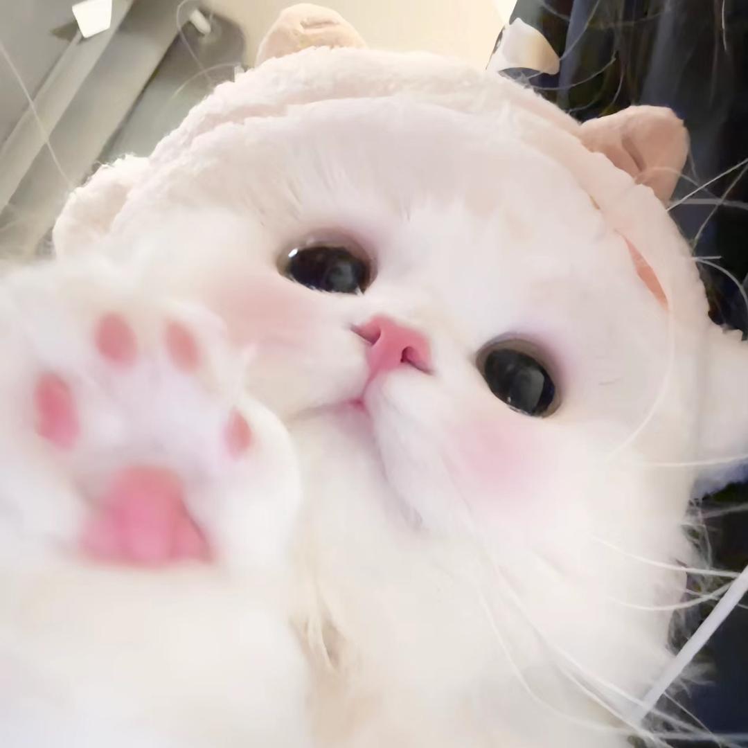 🐾子沫