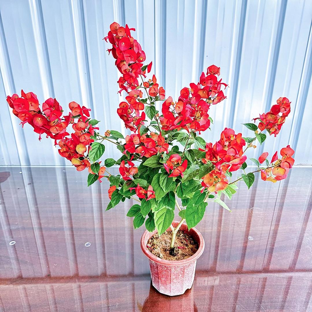 潮汕正宗果树批发一棵包邮