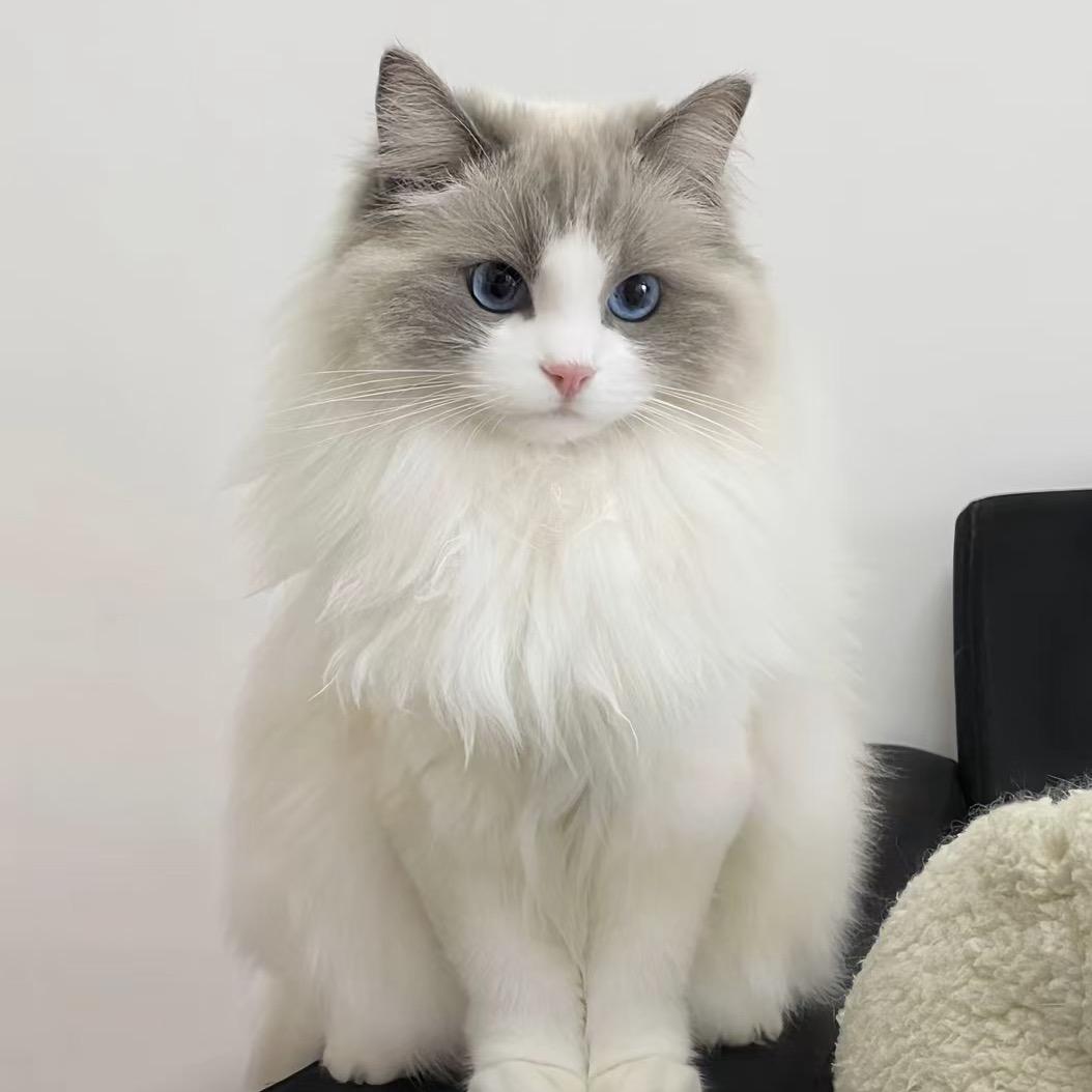 我喜欢爱我的猫咪