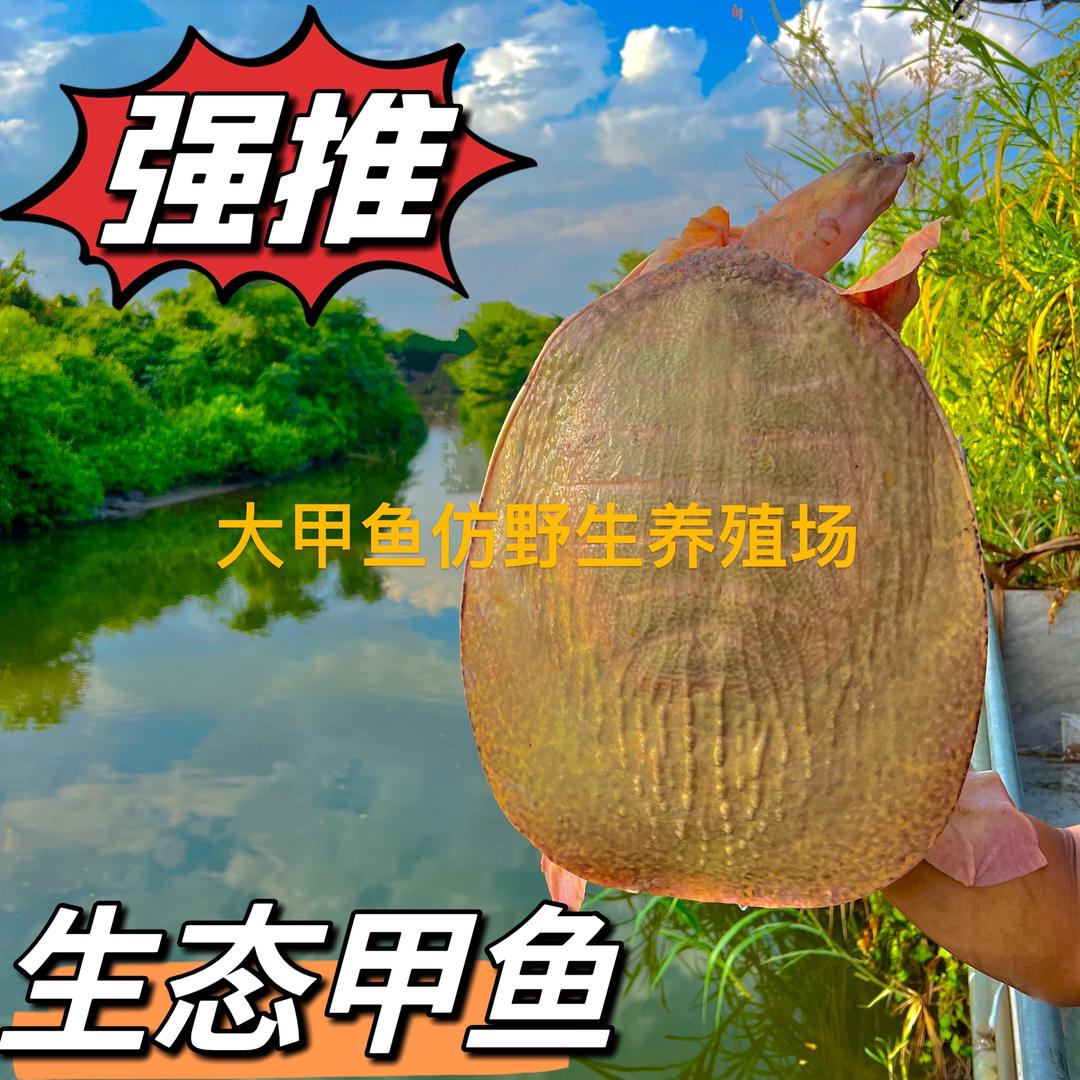 大甲鱼仿野生养殖精选