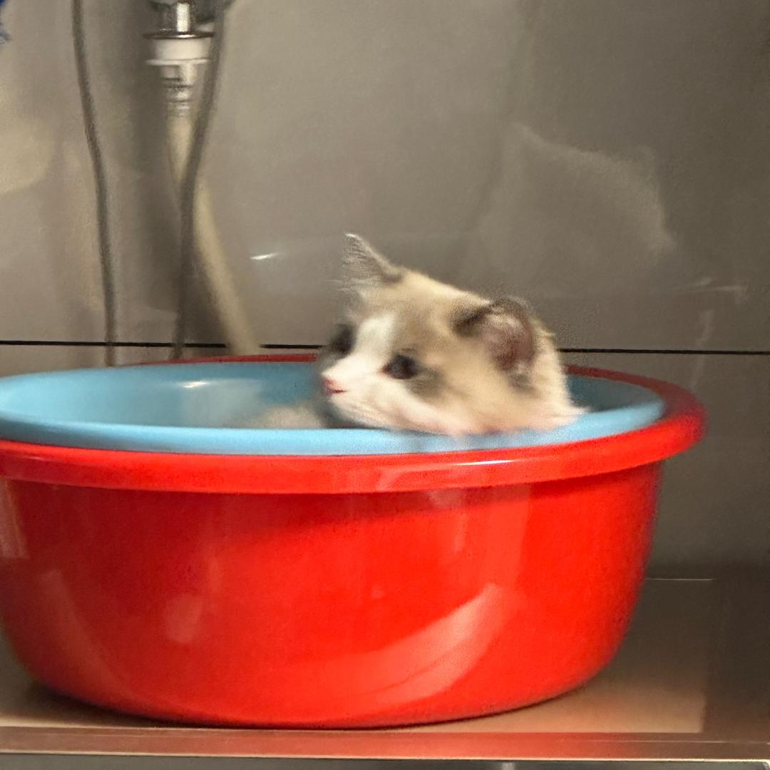 今天也是超可爱的江江