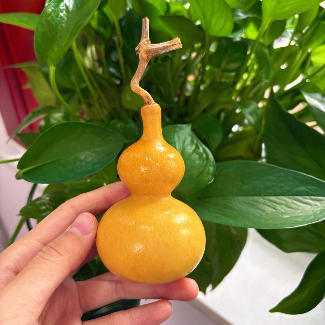橙子的葫芦
