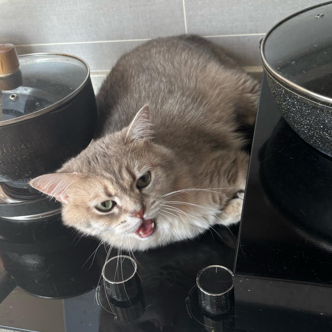 小番茄biu